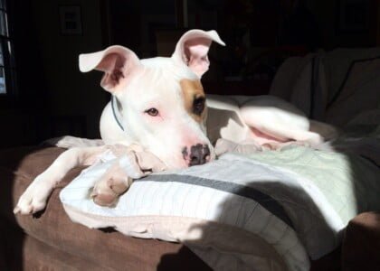 The June animal is the dog