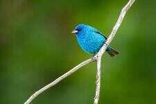blue, bird, nature