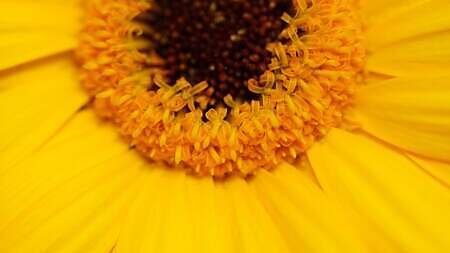 flower, cool backgrounds, beautiful wallpaper