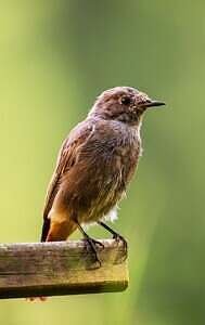 bird, common redstart, songbird