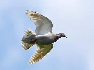 bird, pigeon, flying