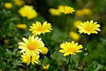 daisies, flowers, yellow flowers