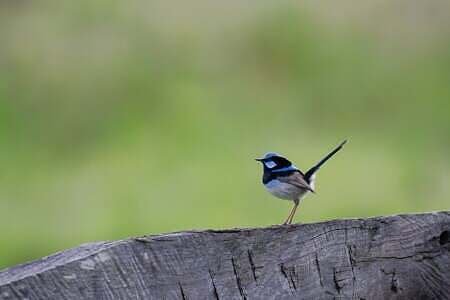 superb fairywren, fairywren, bird
