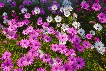 purple daisies